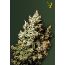 Семена конопли Northern Light Феминизированные Victory seeds